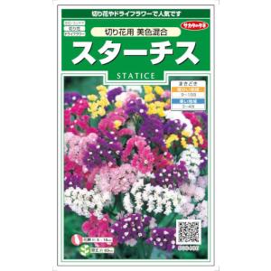 花の種 スターチス［切り花用 美色混合］ 0.3ml（メール便発送