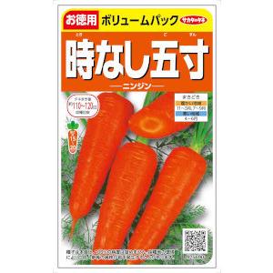 サカタのタネ ニンジン 時なし五寸人参 お徳用 16ml【郵送対応】