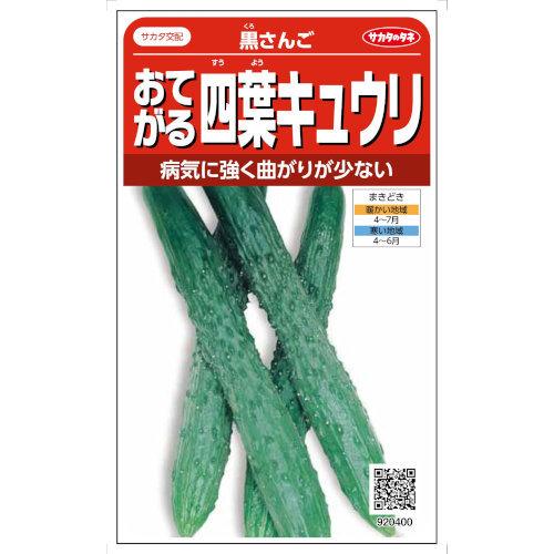 サカタのタネ おてがる四葉キュウリ 黒さんご 1.2ml【郵送対応】