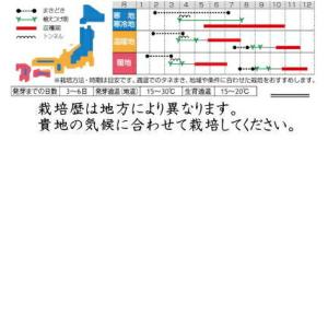 サカタのタネ やわらかたけのこキャベツ みさき...の詳細画像1