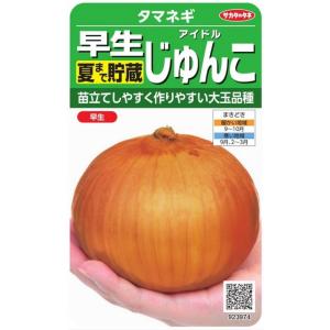 サカタのタネ　早生タマネギ　アイドルじゅんこ　2.5ml【郵送対応】