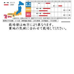 サカタのタネ エンドウ 早どりグリーンピース ...の詳細画像1