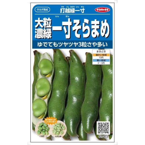 サカタのタネ　大粒濃緑一寸そらまめ 打越緑一寸　28ml【郵送対応】【品種名：打越緑一寸】