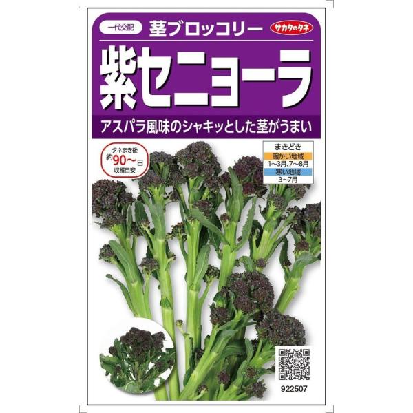 サカタのタネ　茎ブロッコリー 紫セニョーラ 約20粒