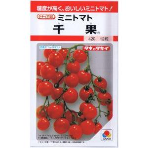 タキイ交配　ミニトマト　千果（ちか） 約10粒 【郵送対応】｜日光種苗ヤフー店