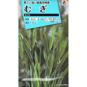 タキイ種苗 むぎ 笹の雪のタネ[内容量：8ml]