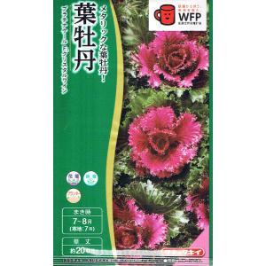 桔梗 1_d88086d58b86f514e54363b8fad2