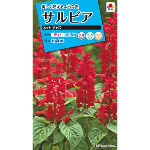 SK9-099 ブロッコリー種子 ペレット5000粒 【野菜種子】【サカタのタネ