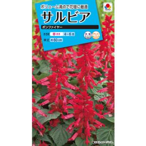 タキイ種苗 サルビア ボンファイアーのタネ[内容量：0.6ml]