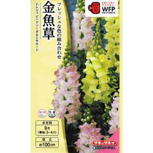 桔梗 乙女桔梗02 | GANREF