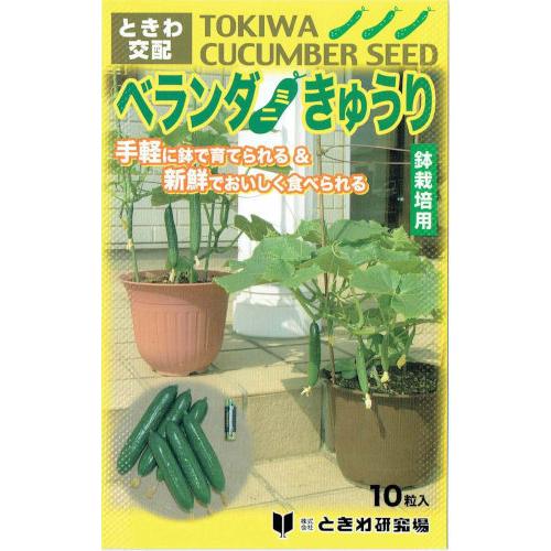 ときわ研究場 キュウリ 鉢栽培用ベランダきゅうり　約10粒【郵送対応】