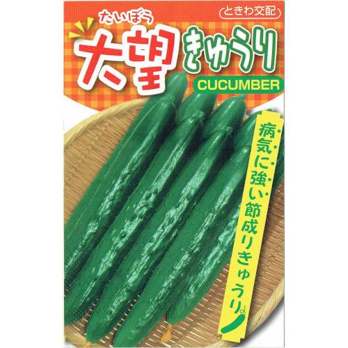 ときわ研究場　大望キュウリ　約20粒【郵送対応】