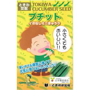 ときわ研究場　イボなしミニキュウリ　プチット　約10粒【郵送対応】