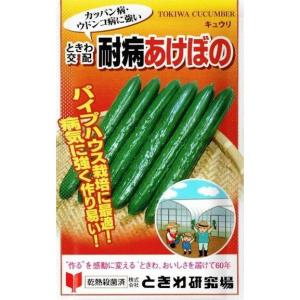 ときわ研究所　キュウリ　耐病あけぼの　約20粒【郵送対応】