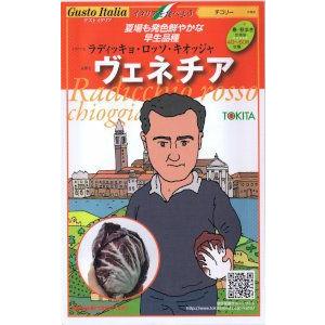 トキタ種苗　グストイタリア　ヴェネチア (チコリー) [内容量：約80粒]