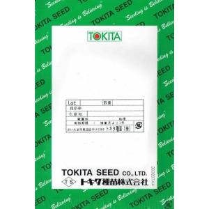 トキタ種苗 グストイタリア カリーノケール・C...の詳細画像1