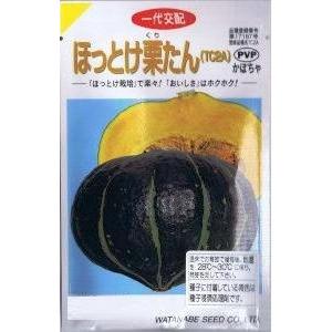 渡辺採種場　カボチャ ほっとけ栗たん 約9粒 【郵送対応】【品種名：TC2A_登録番号：第17187号_海外持出禁止】