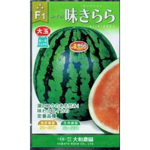 スイカ 味きらら西瓜 7粒 （株）大和農園 : グリーンロフトネモト