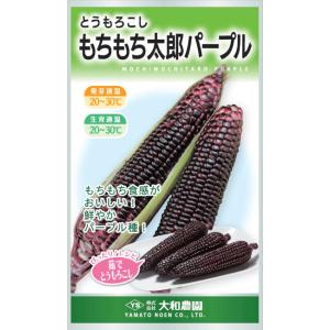 大和農園　トウモロコシ　もちもち太郎パープル　20ml【郵送対応】