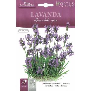 HORTUS社　ラベンダー　Lavandula spica　(内容量：0.5g)　[0165][COD.BGALAV001]