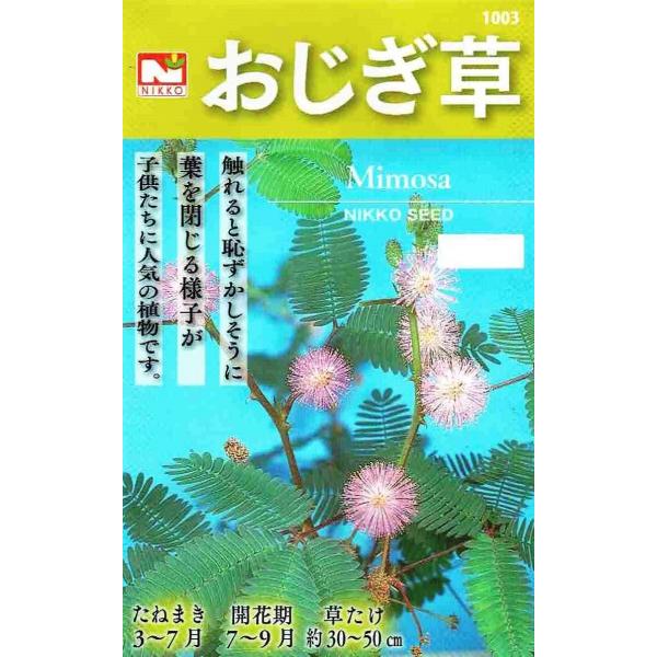 日光種苗　おじぎ草（おじぎそう・オジギソウ）のタネ　[内容量：0.4ml] 【1003】【春】