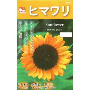 花の種 ひまわり［大輪一重咲 黄色］ 8ml（メール便発送）タキイ種苗