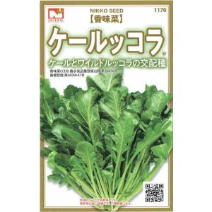 日光種苗　香味菜「ケールッコラ」のタネ[内容量：コート種子約40粒]【品種名：香味菜 CCDD_登録番号：第29087号】