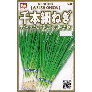 日光種苗　千本細葱（ねぎ・ネギ）約1000粒　