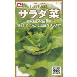 シスコ 結球レタス種子 ペレット150粒 【野菜種子】 【タキイ種苗