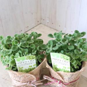 多肉植物 yukエケベリア ザラゴーサspノバ 優木園さんの苗 送料無料