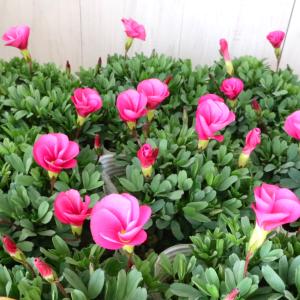 nico-flowers - Yahoo!ショッピング