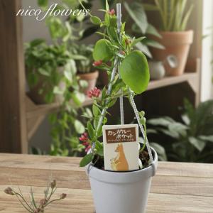 観葉植物 ボトルツリー ブラキキトン ルペストリス 4号 高さ60cm