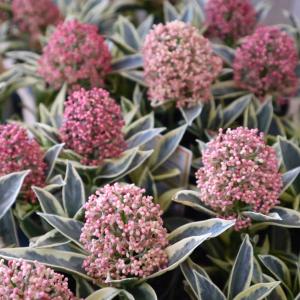 nico-flowers - Yahoo!ショッピング