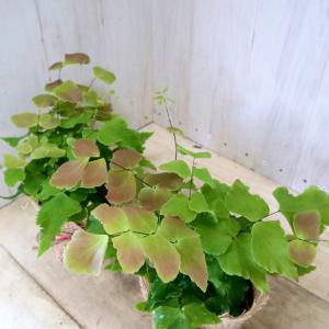 現品 絶滅種 ヒメオニソテツ エンセファラルトス ホリダス : nico