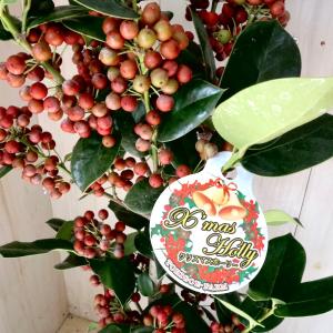 クリスマスホーリー 4号 全高約45cm 西洋柊 ヒイラギ 常緑樹 冬の赤い