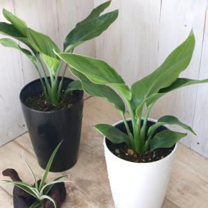 極楽鳥花の商品一覧 通販 Yahoo ショッピング