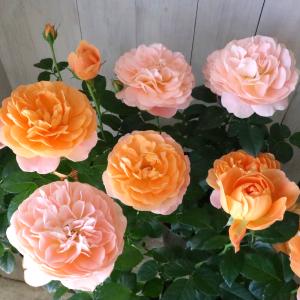 クリスマスローズ 花 苗 冬 春 チベタヌス 鉢植え ベインが入るピンク