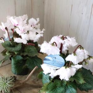 特大　実生　ロフォフォラ　デフューサー　白花　樽鉢　鉢ごと送料込み Amazon.co.jp: かわいいフェイスプランター | 笑顔の植木鉢 | 愛らしい