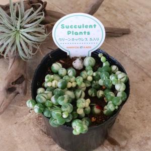 コロコロ 斑入り グリーンネックレス 多肉植物の詳細画像1