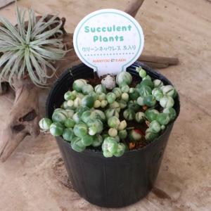 コロコロ 斑入り グリーンネックレス 多肉植物の詳細画像2