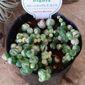 コロコロ 斑入り グリーンネックレス 多肉植物の詳細画像3