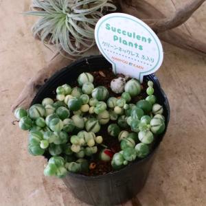コロコロ 斑入り グリーンネックレス 多肉植物の詳細画像4