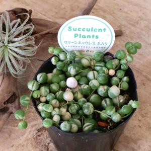 コロコロ 斑入り グリーンネックレス 多肉植物の詳細画像5
