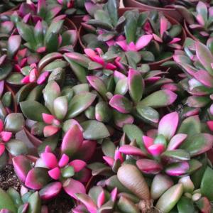 アナカンプセロス 桜吹雪 多肉植物 1鉢の商品画像
