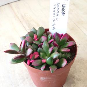 アナカンプセロス 桜吹雪 多肉植物 1鉢の詳細画像1
