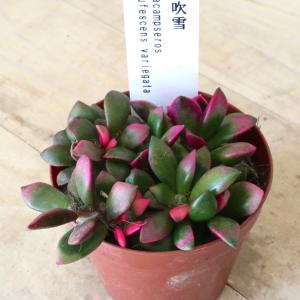 アナカンプセロス 桜吹雪 多肉植物 1鉢の詳細画像2