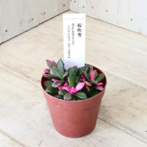 アナカンプセロス 桜吹雪 多肉植物 1鉢の詳細画像3