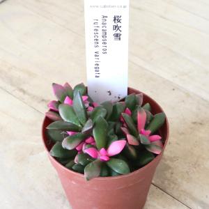 アナカンプセロス 桜吹雪 多肉植物 1鉢の詳細画像4