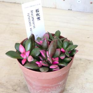 アナカンプセロス 桜吹雪 多肉植物 1鉢の詳細画像5