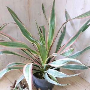 観葉植物 ユッカ グロリオサ バリエガータ（斑入り） 8号鉢植え : 園芸